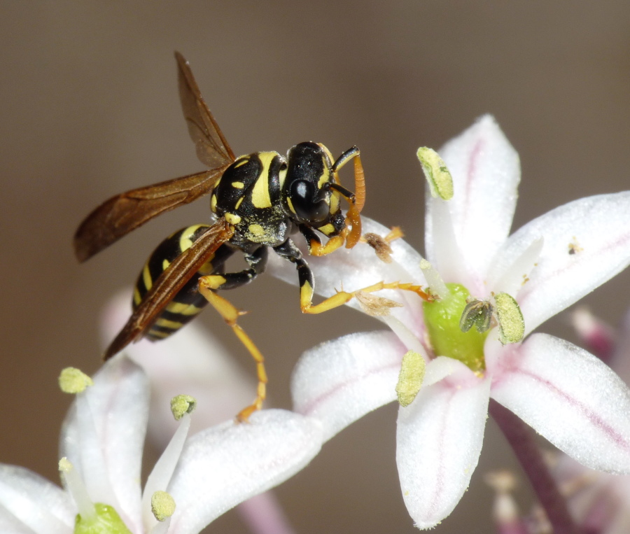 Femmina di Polistes gallicus